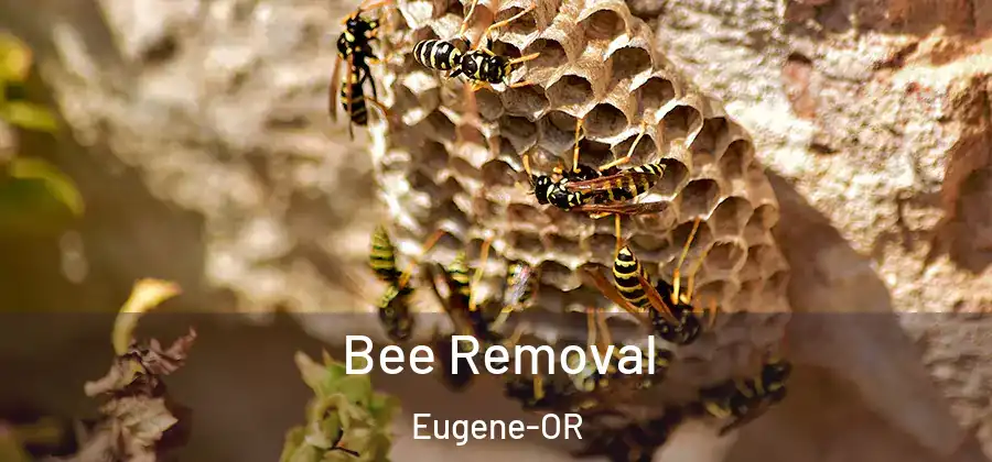  Bee Removal Eugene-OR