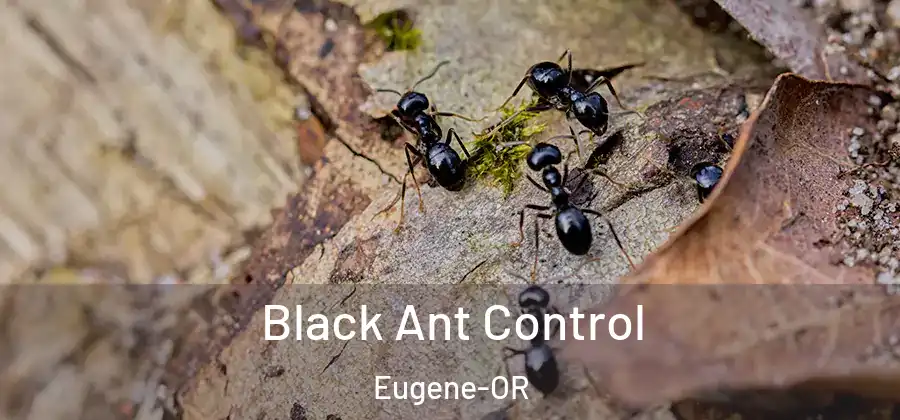  Black Ant Control Eugene-OR