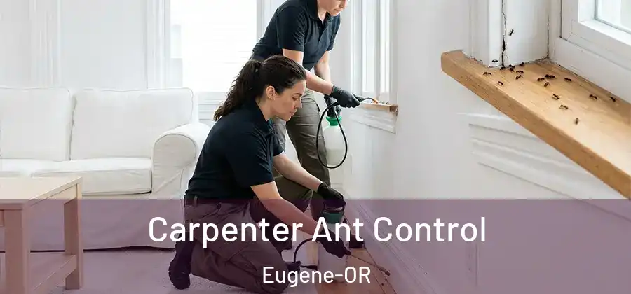  Carpenter Ant Control Eugene-OR