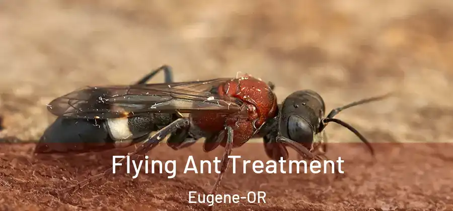  Flying Ant Treatment Eugene-OR