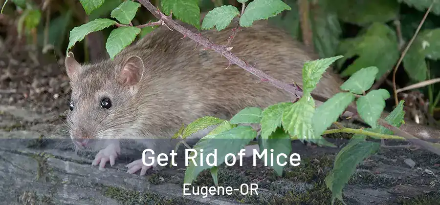  Get Rid of Mice Eugene-OR