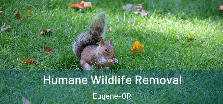  Humane Wildlife Removal Eugene-OR