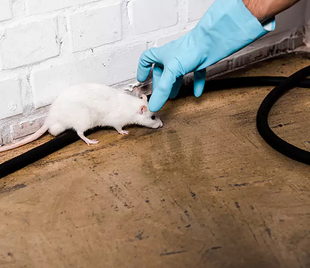 Trusted Mouse Exterminator: Your Rodent Control Company in Eugene, OR