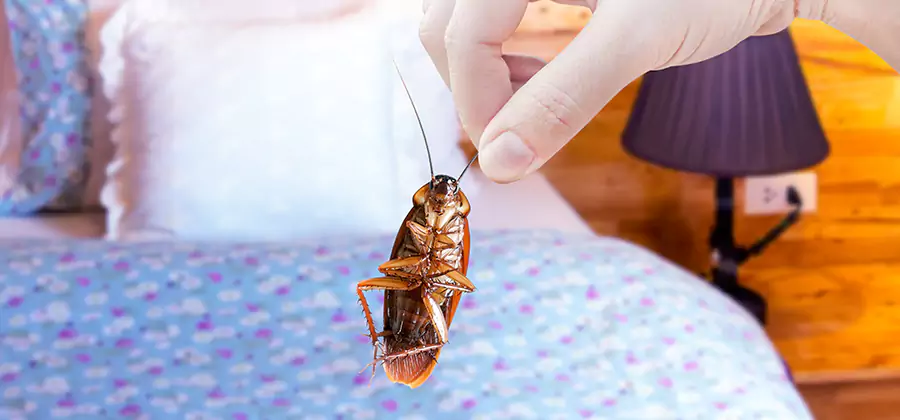 Fast Roach Elimination in Eugene