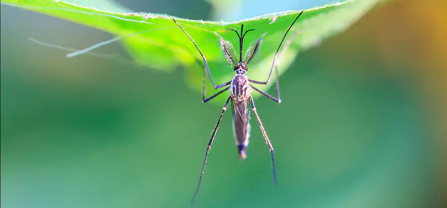 Pest and Mosquito Control for Yard and Patio in Eugene