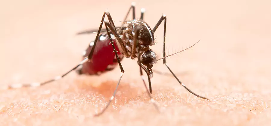 Pond Mosquito Control and Water Treatment in Eugene