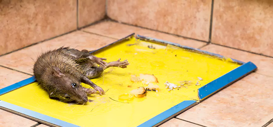 Rat Trapping Service In Eugene