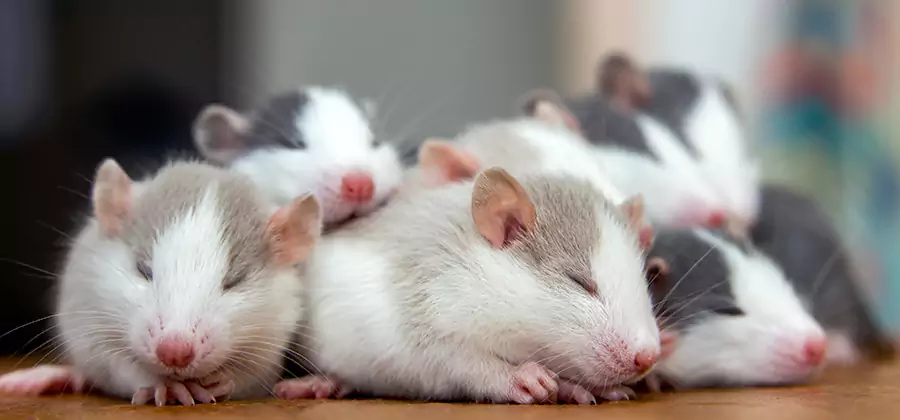 Rat Infestation Exclusion Service in Eugene