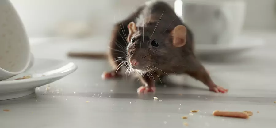 Attic Rat Exclusion Service in Eugene