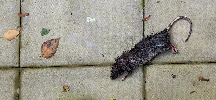 Rodent inspection service in Eugene