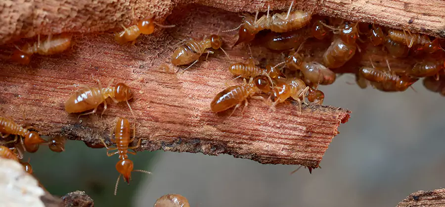 Perimeter Soil Termite Treatment in Eugene