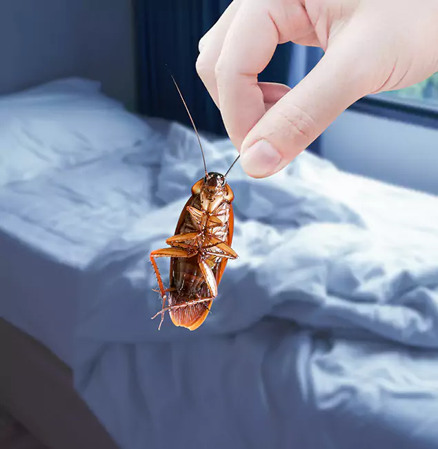 Why Choose Eugene Pest Control Pros for Bed Bug Extermination in Eugene, OR?