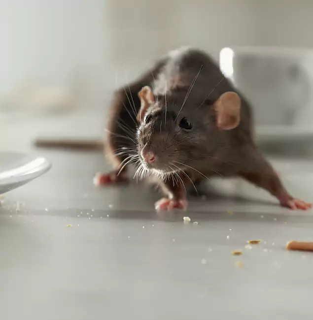 Why Eugene Homeowners Choose Eugene Pest Control Pros for Mice Control?