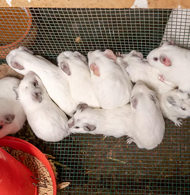 Why Choose Eugene Pest Control Pros for Rat Infestation in Eugene, OR?
