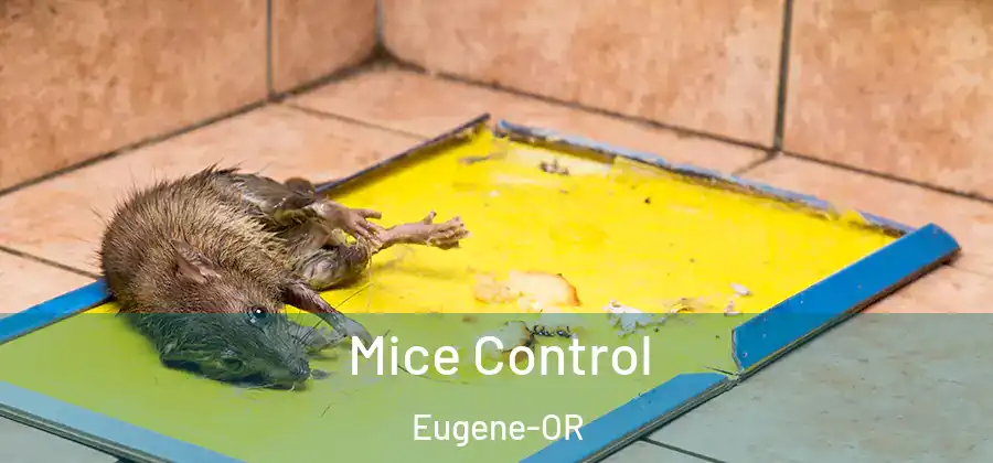  Mice Control Eugene-OR