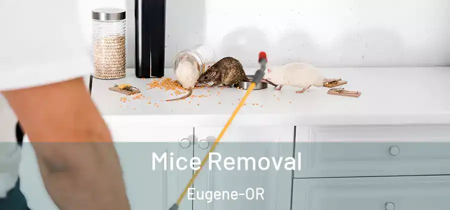  Mice Removal Eugene-OR