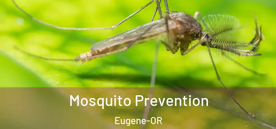  Mosquito Prevention Eugene-OR