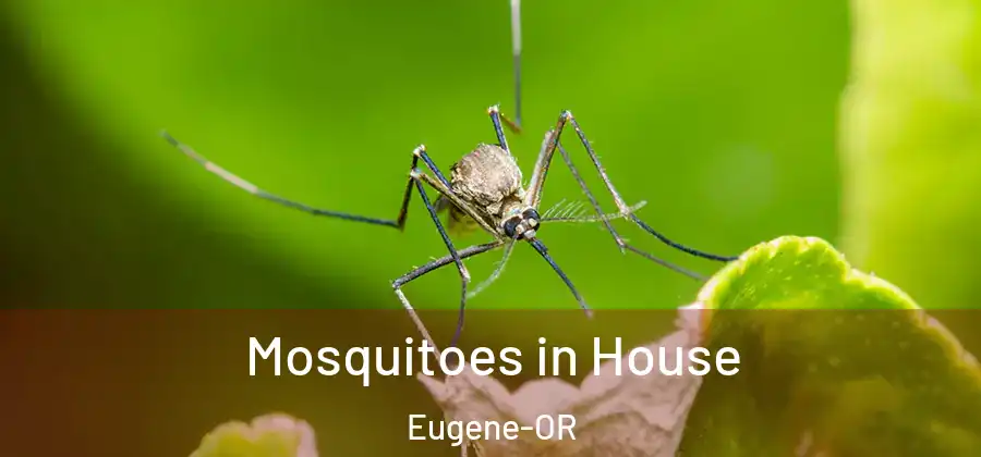  Mosquitoes in House Eugene-OR