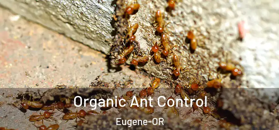  Organic Ant Control Eugene-OR