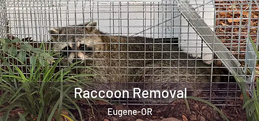  Raccoon Removal Eugene-OR