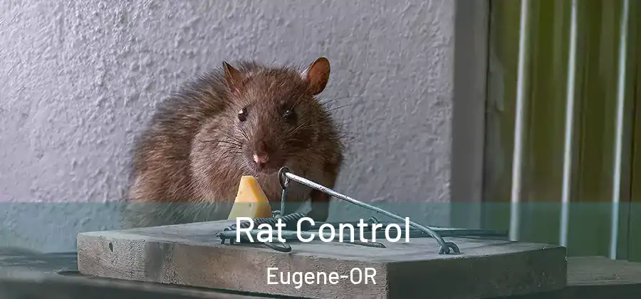  Rat Control Eugene-OR
