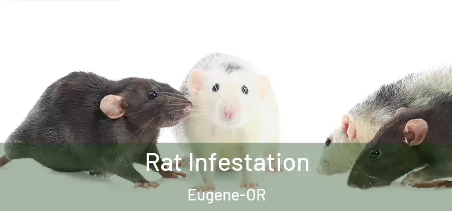 Rat Infestation Eugene-OR