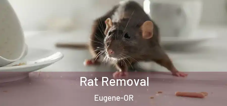  Rat Removal Eugene-OR