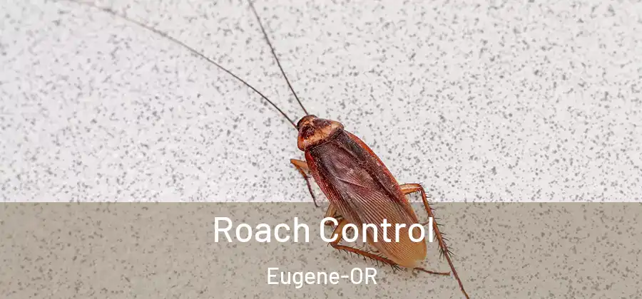  Roach Control Eugene-OR