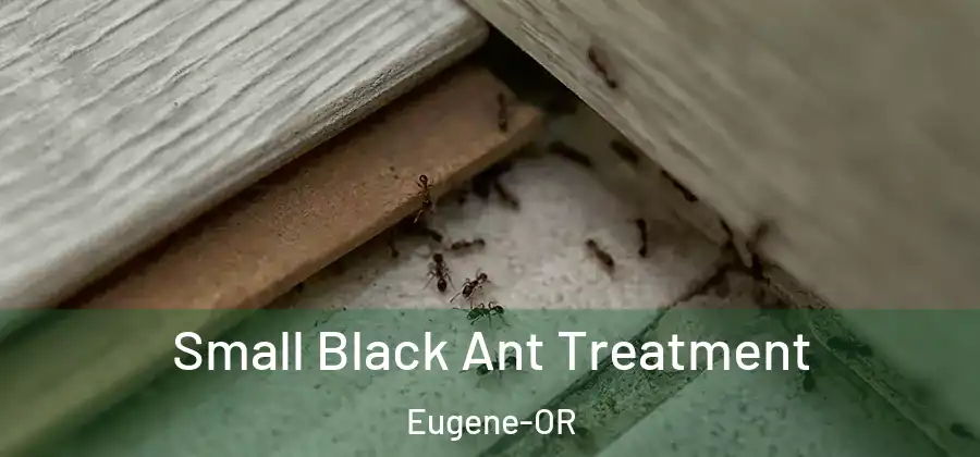  Small Black Ant Treatment Eugene-OR