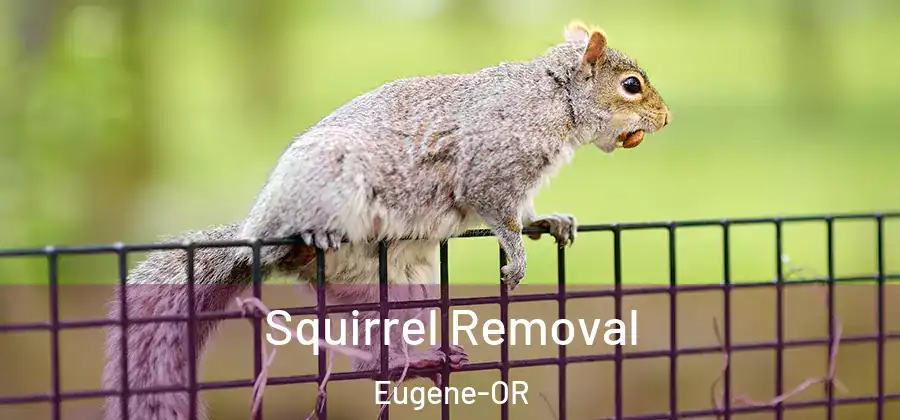  Squirrel Removal Eugene-OR
