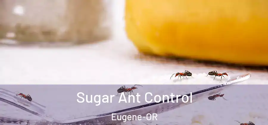  Sugar Ant Control Eugene-OR