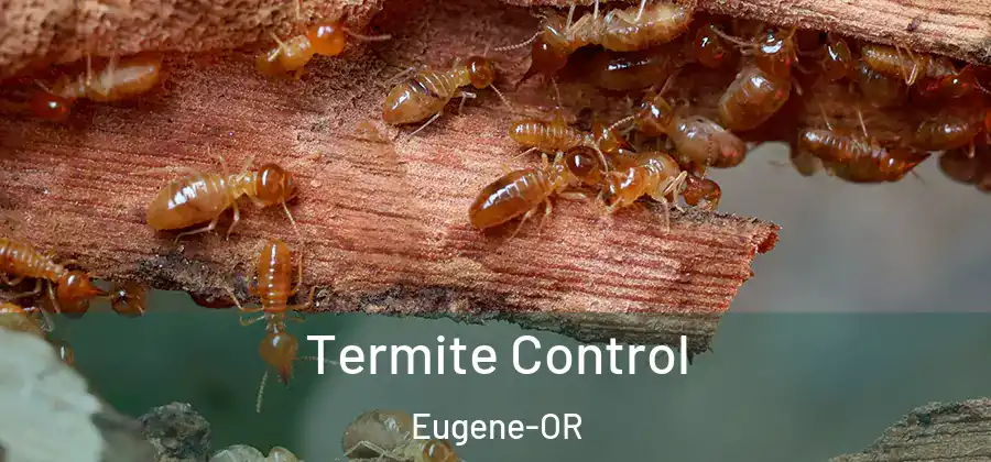  Termite Control Eugene-OR