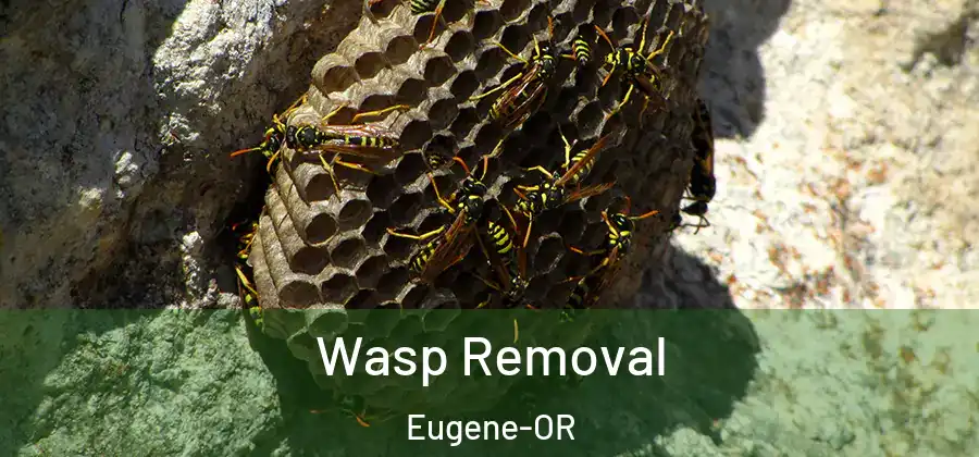  Wasp Removal Eugene-OR
