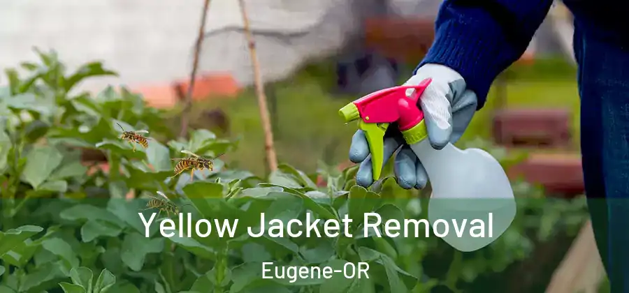  Yellow Jacket Removal Eugene-OR